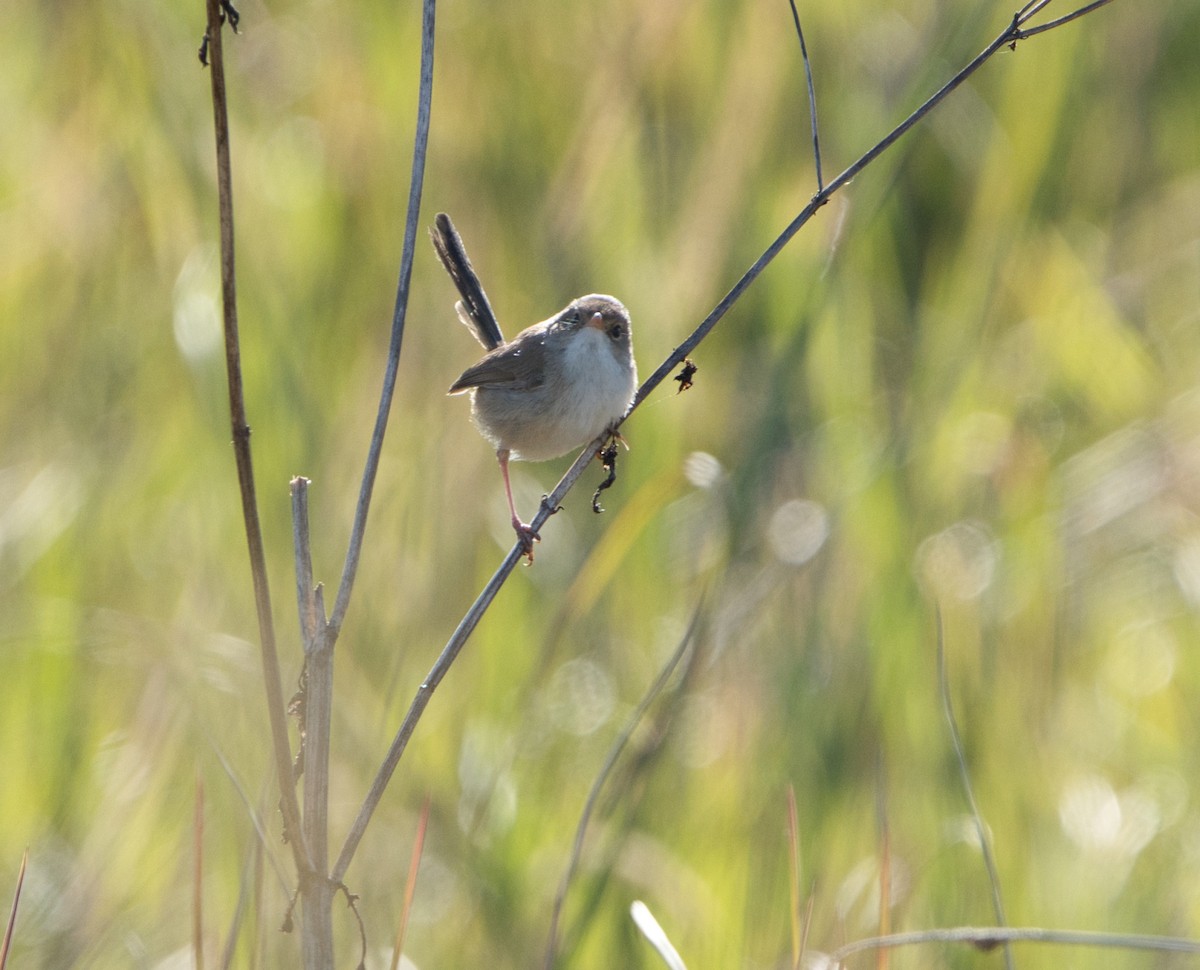 Red-backed Fairywren - ML622052422