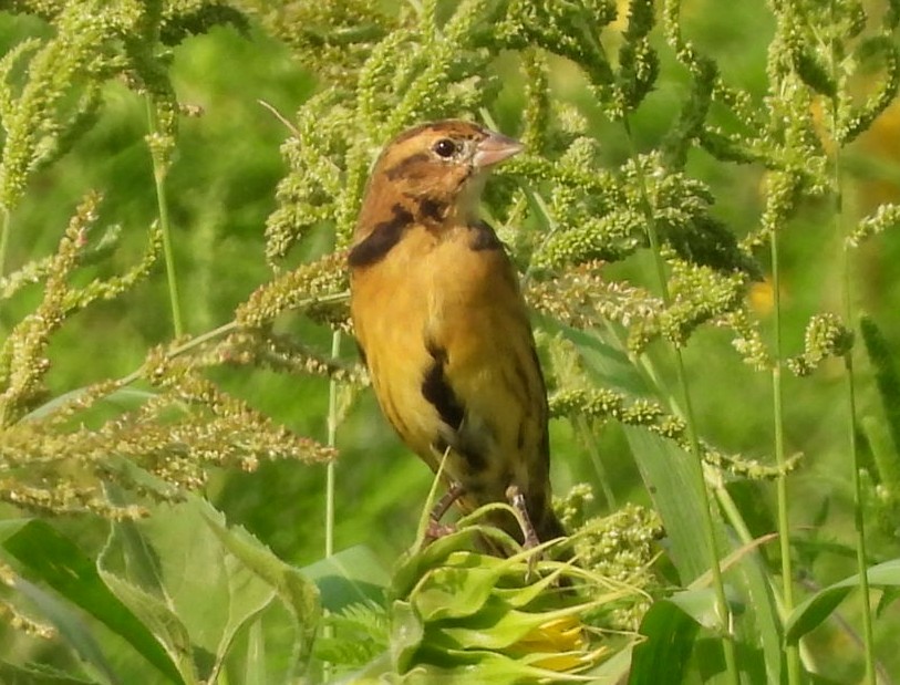 Bobolink - ML622052423