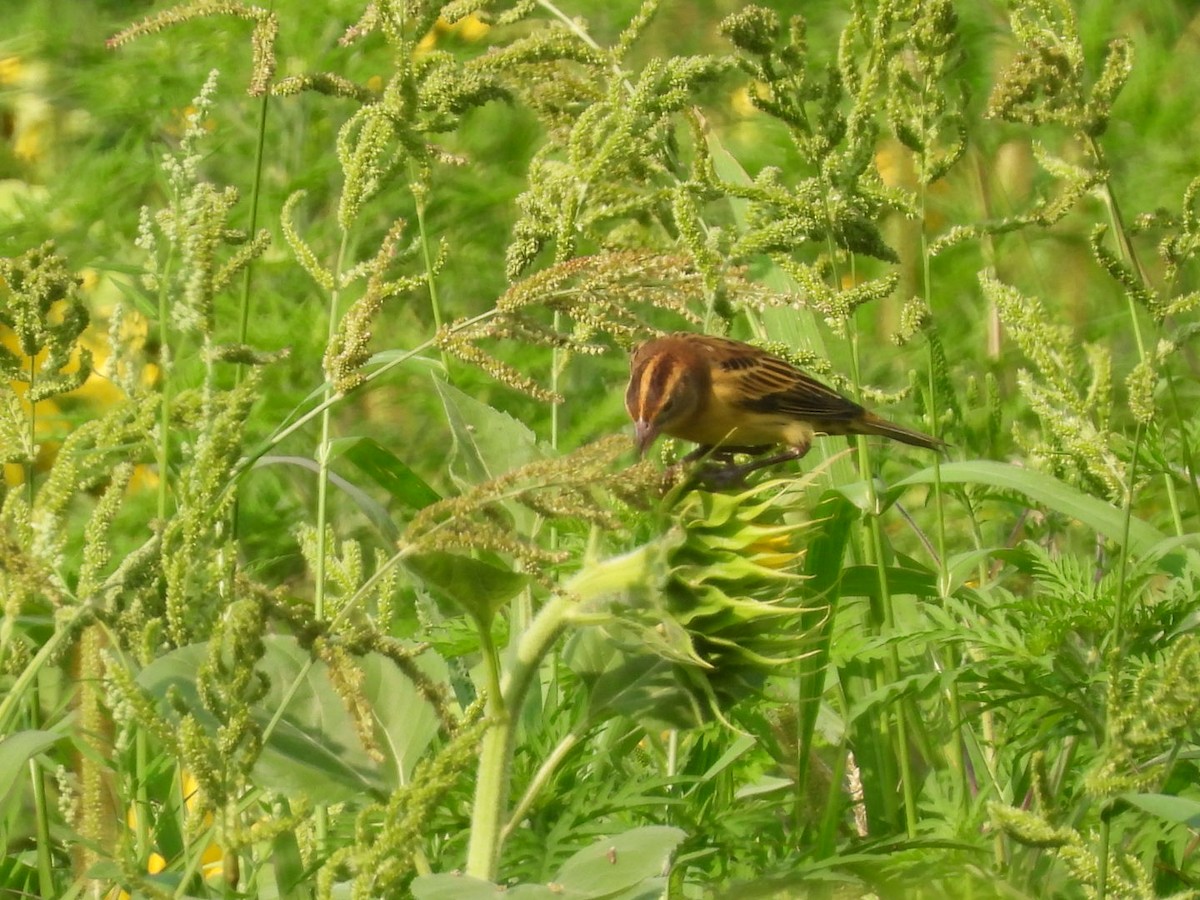 Bobolink - ML622052424