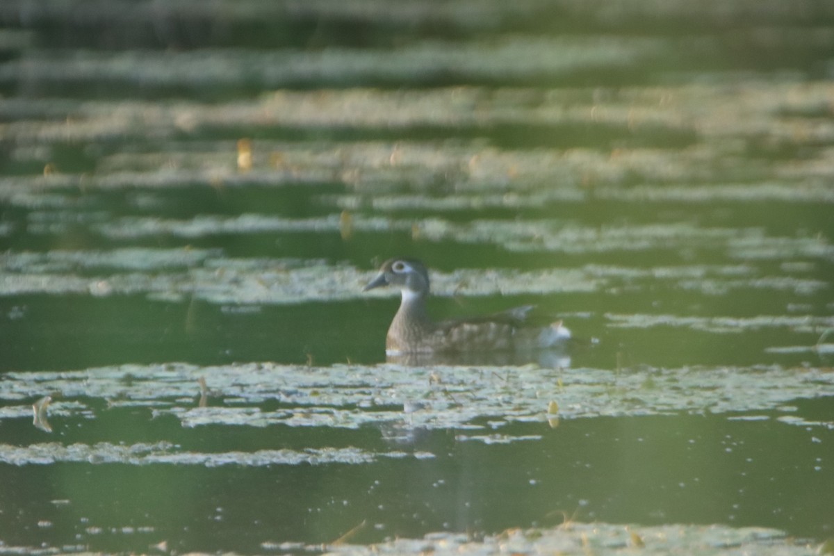 Wood Duck - ML622052425