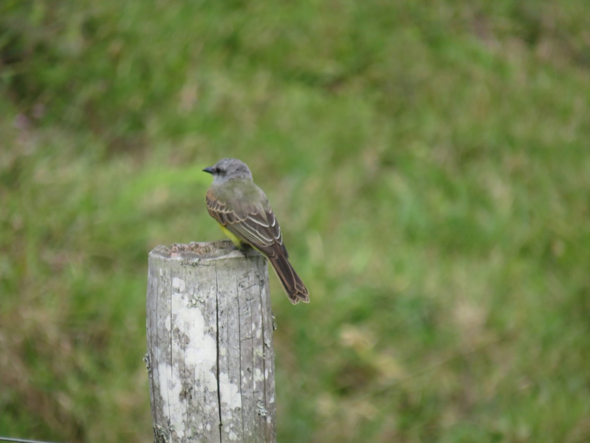 Tropical Kingbird - ML622052426