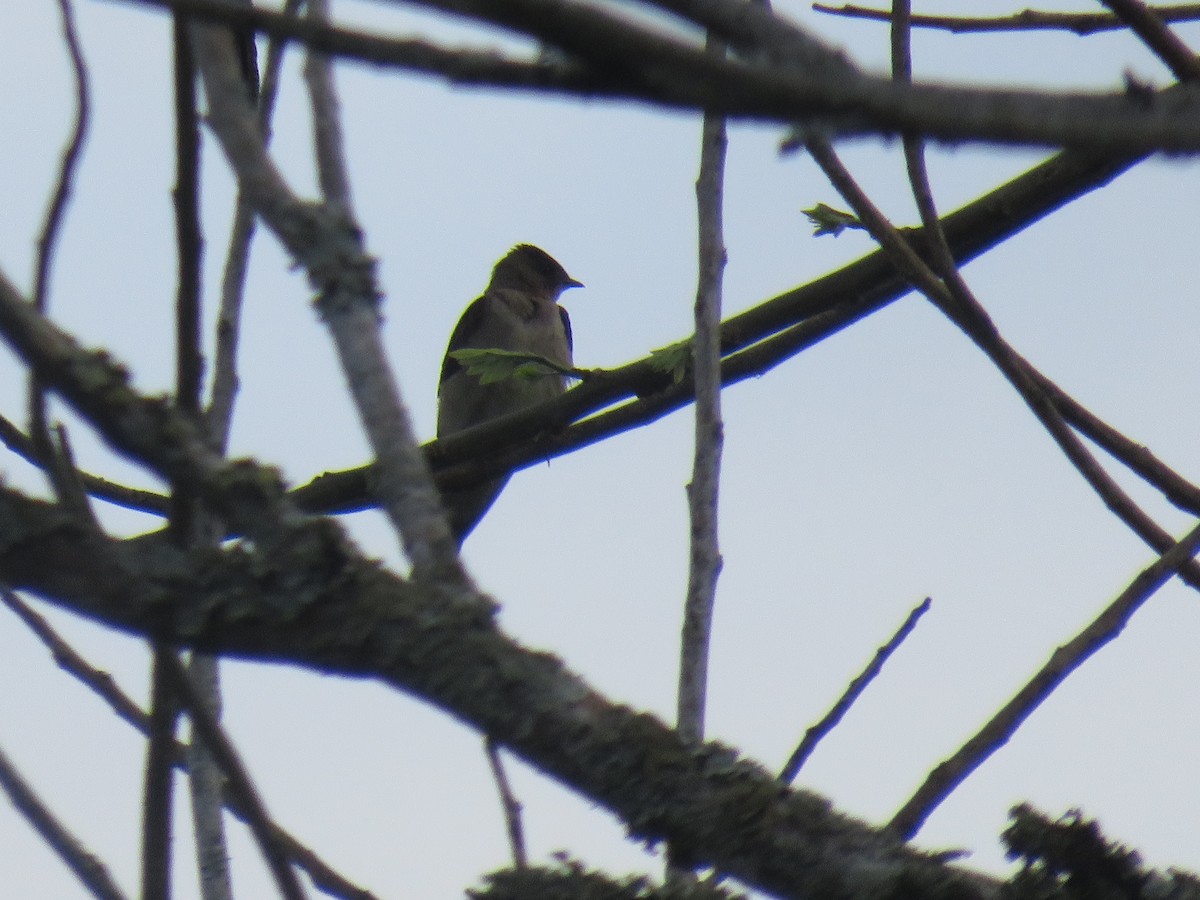 Southern Rough-winged Swallow - ML622052428