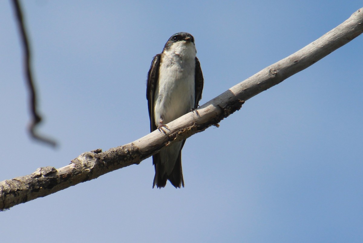 Tree Swallow - ML622052429