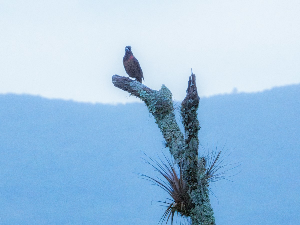 Crimson-collared Grosbeak - ML622052430