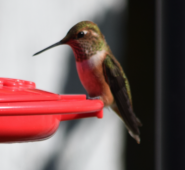 Rufous Hummingbird - ML622052432