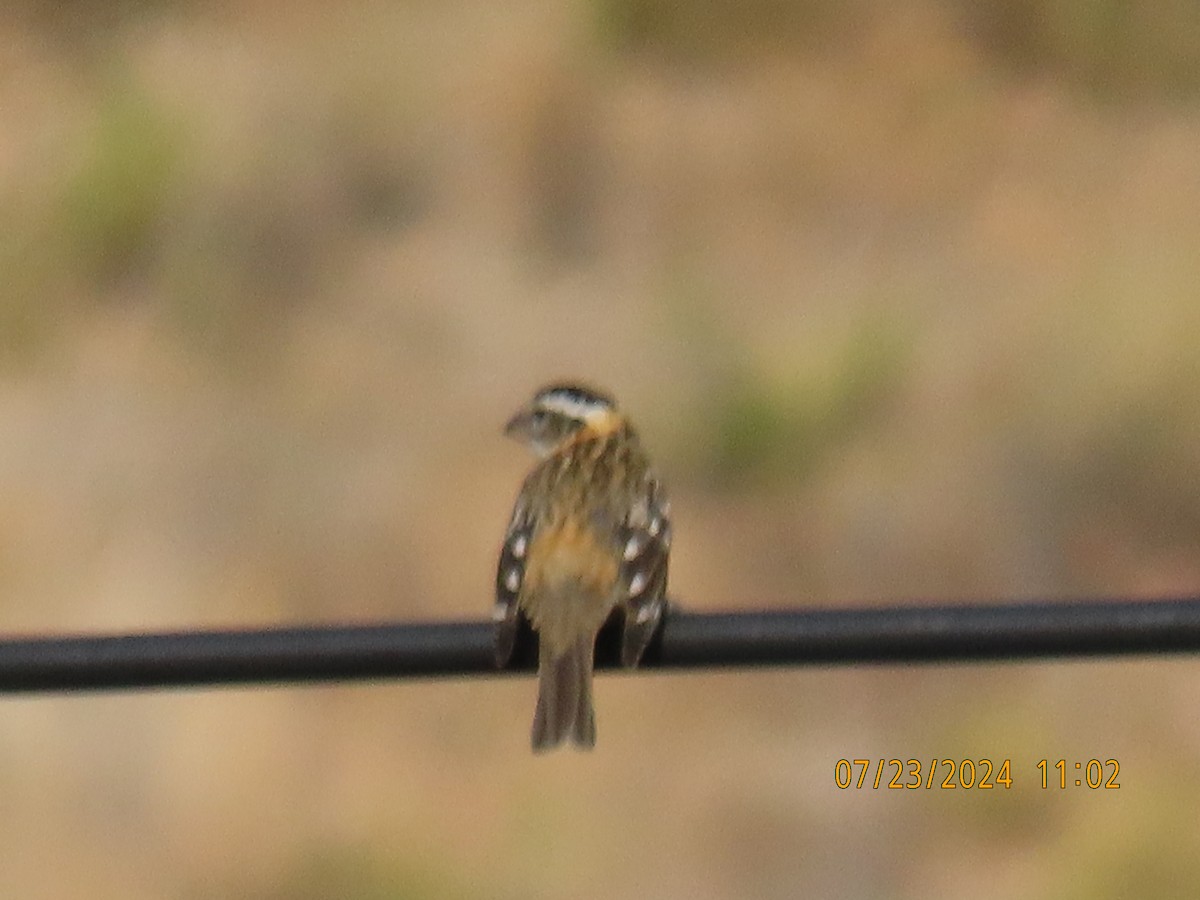 Black-headed Grosbeak - ML622052433