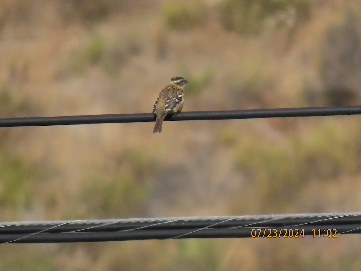 Black-headed Grosbeak - ML622052434