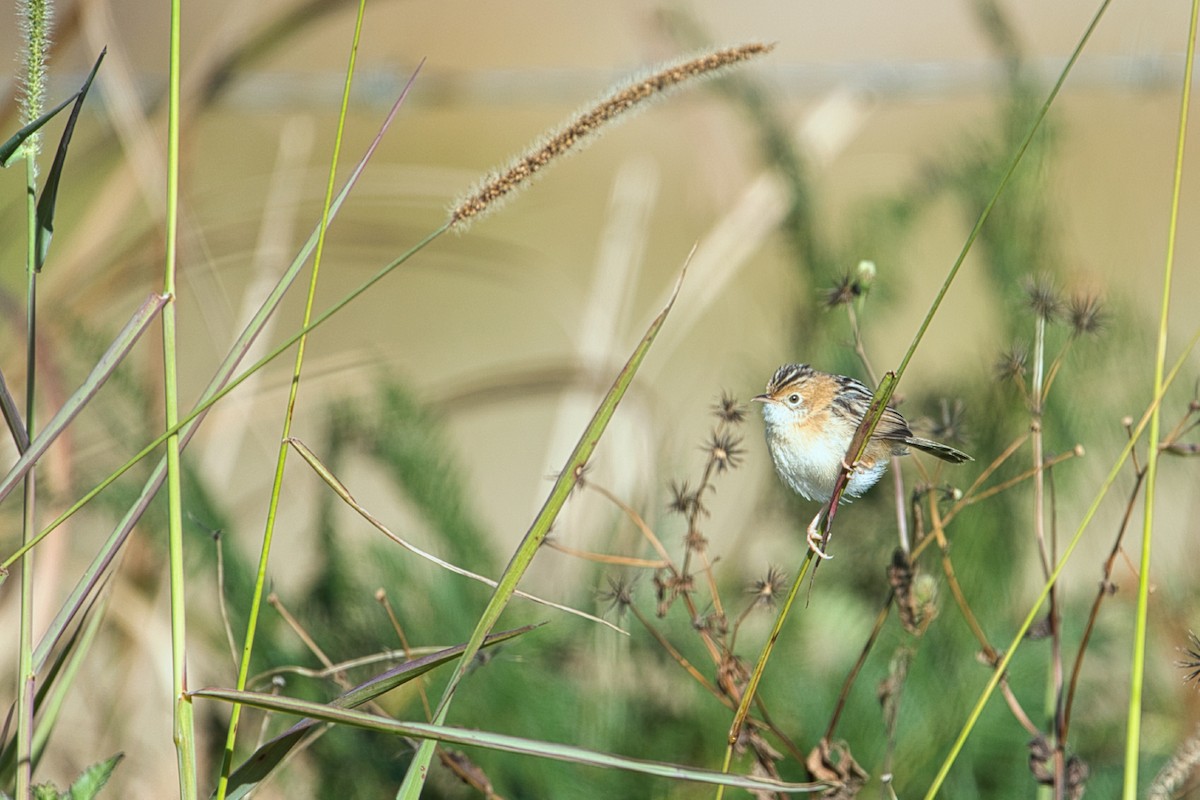 Golden-headed Cisticola - Helen Leonard