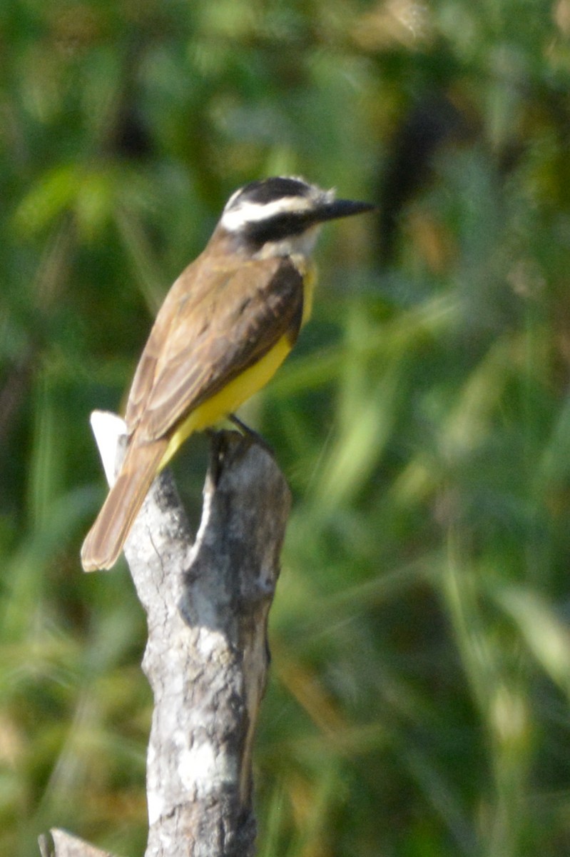 Great Kiskadee - ML622052438