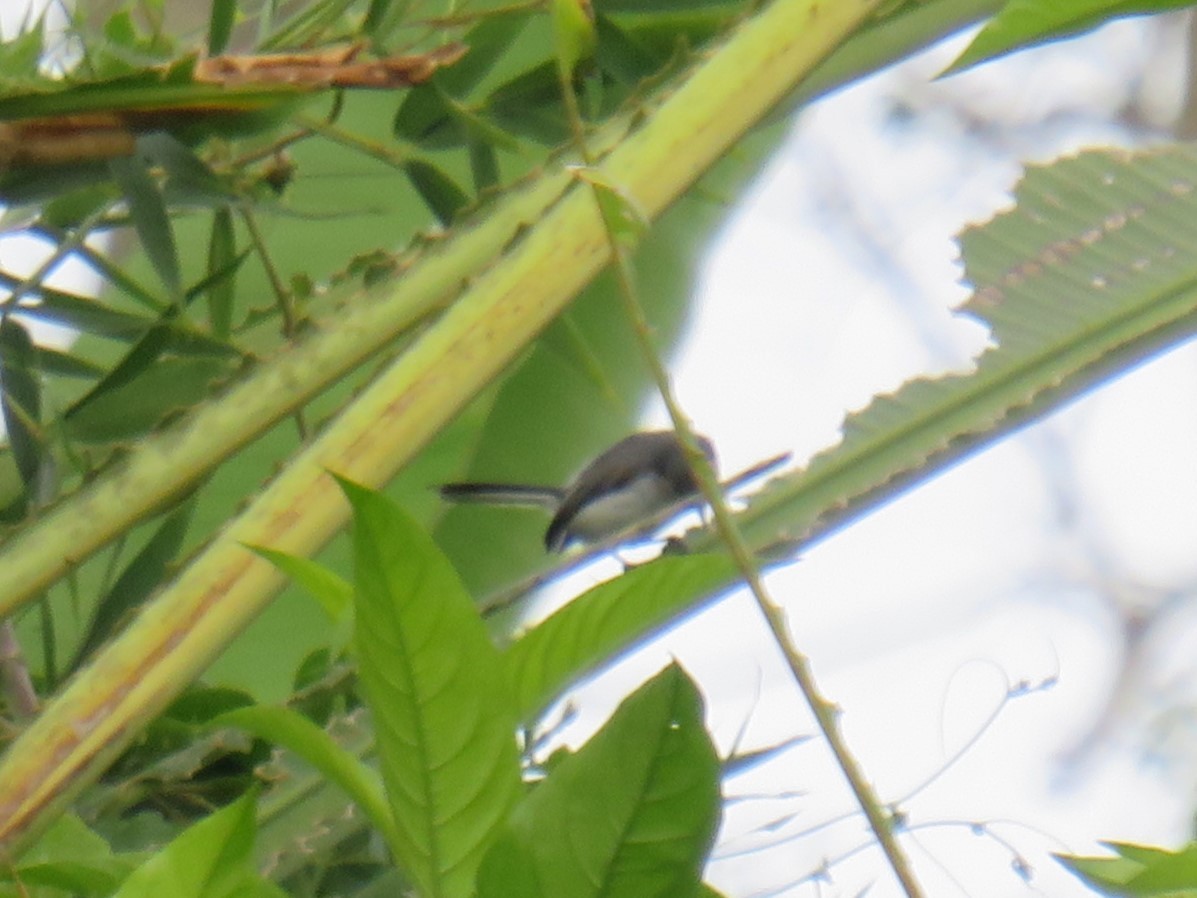 Tropical Gnatcatcher - ML622052439