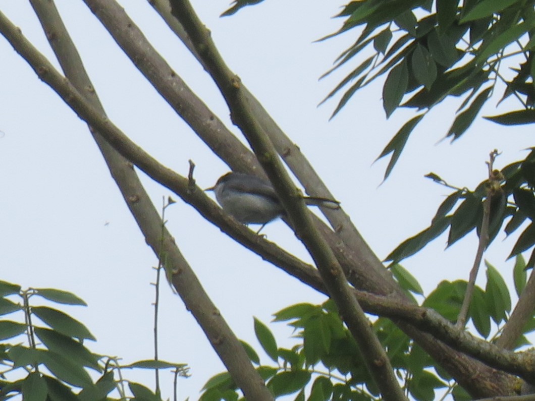 Tropical Gnatcatcher - ML622052440