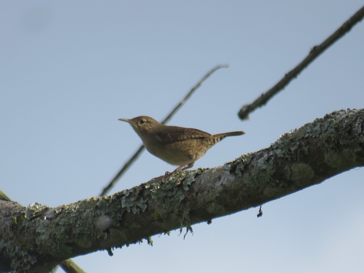 House Wren - Matthias van Dijk