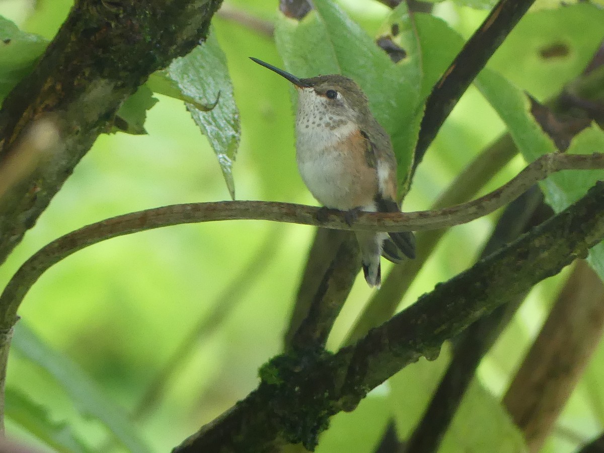 Rufous Hummingbird - ML622052471