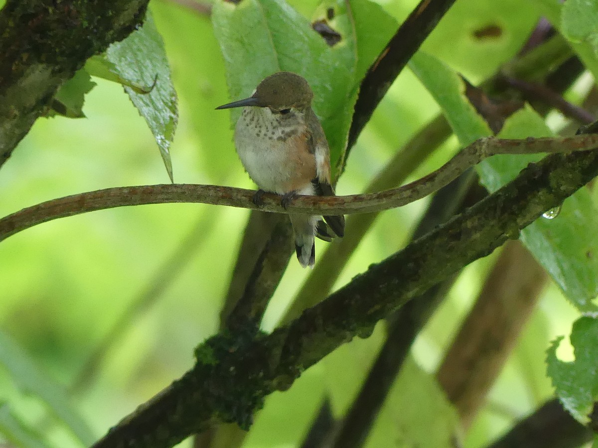 Rufous Hummingbird - Gus van Vliet