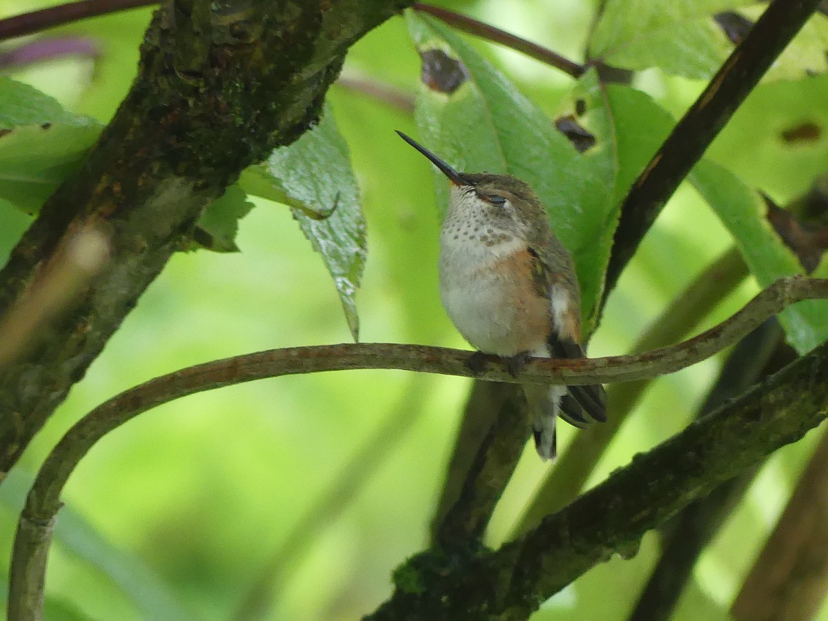 Rufous Hummingbird - ML622052474