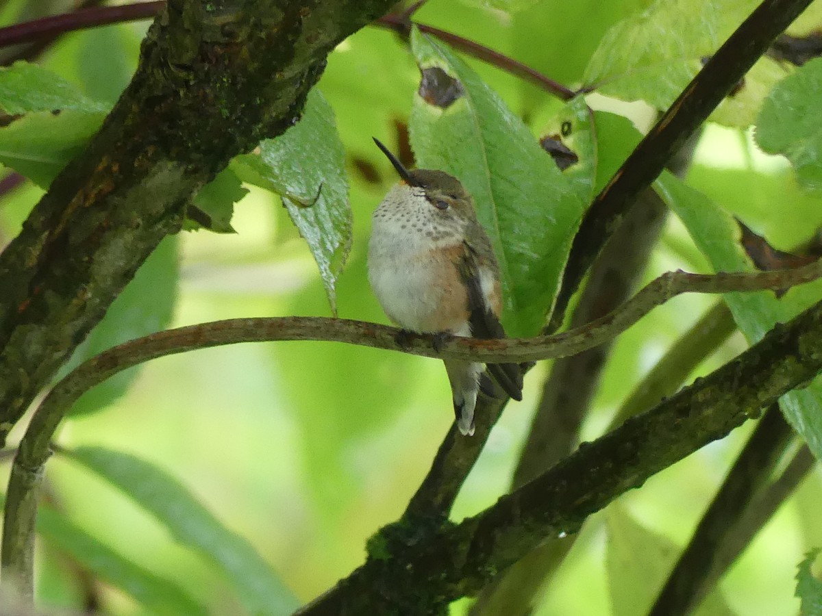 Rufous Hummingbird - ML622052476