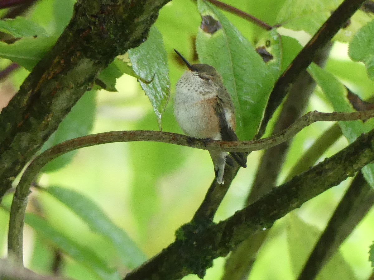 Rufous Hummingbird - ML622052478