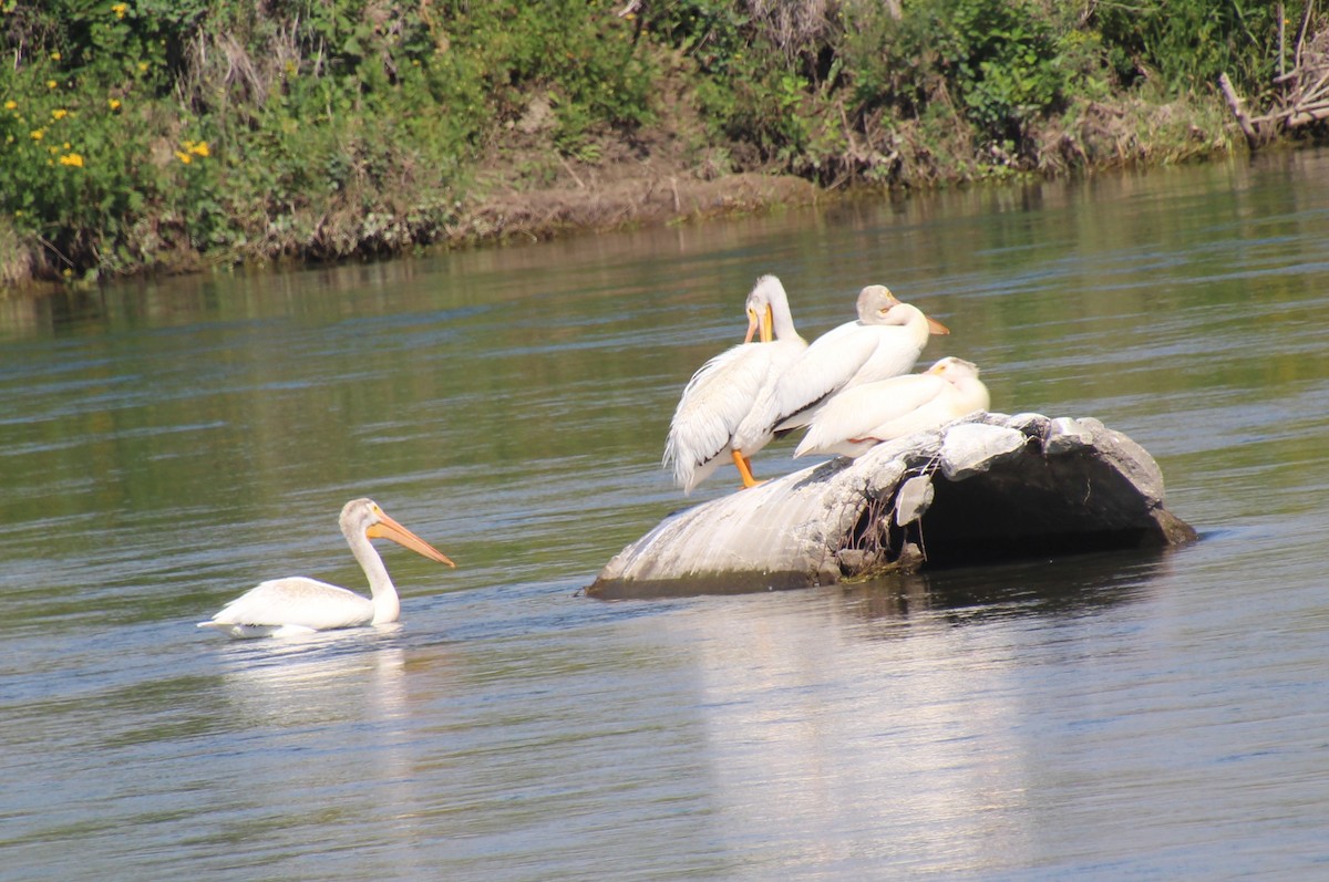 American White Pelican - ML622052480