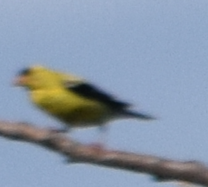 American Goldfinch - ML622052483