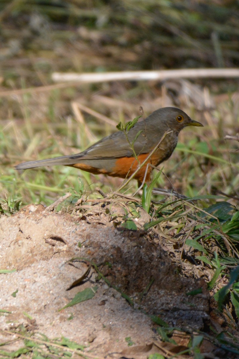 Rufous-bellied Thrush - Jardel Leite