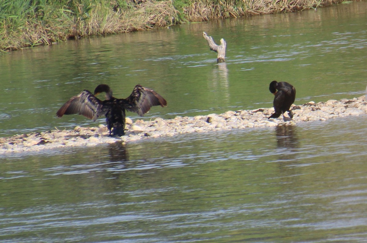 Double-crested Cormorant - Elaine Cassidy