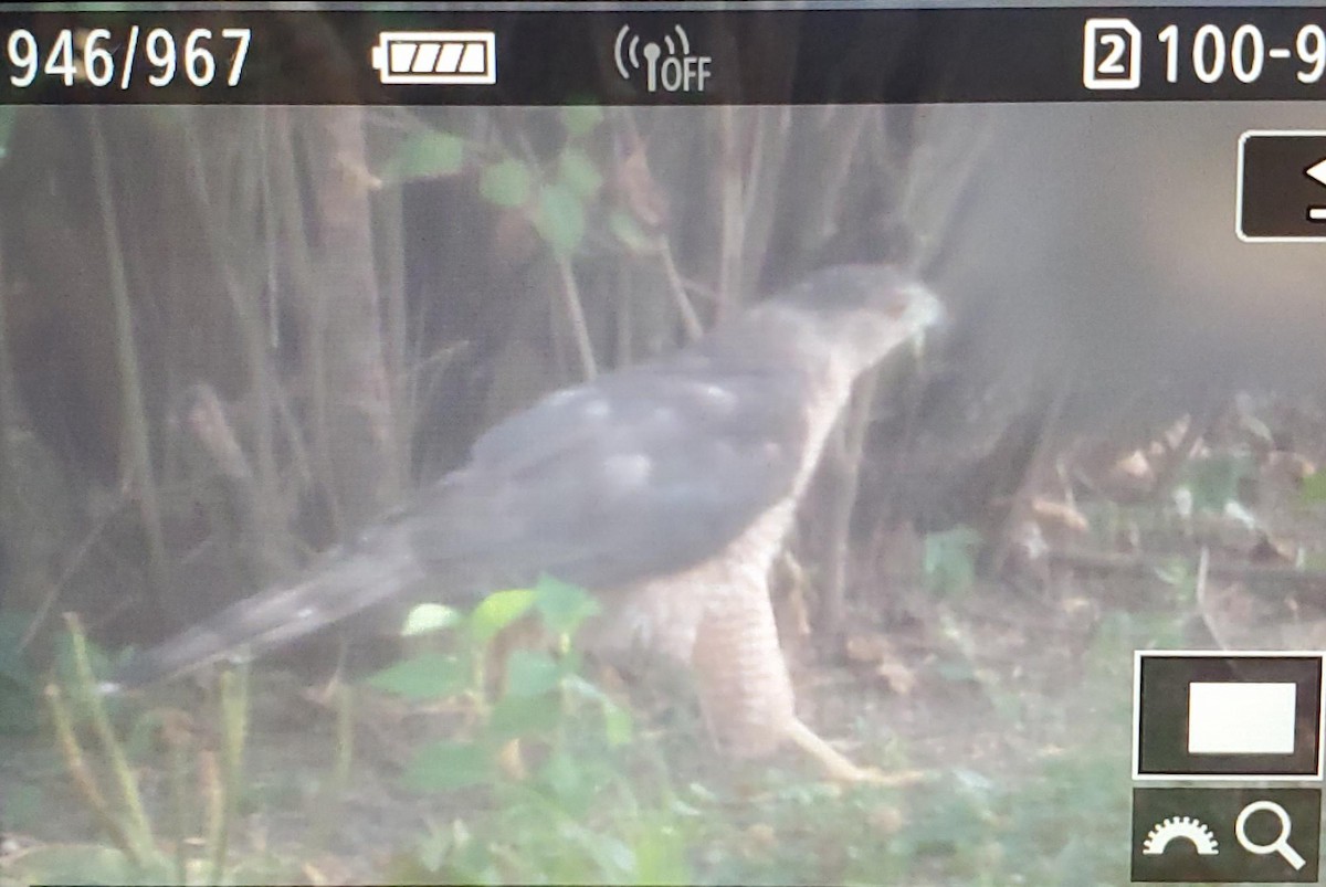 Cooper's Hawk - ML622052486