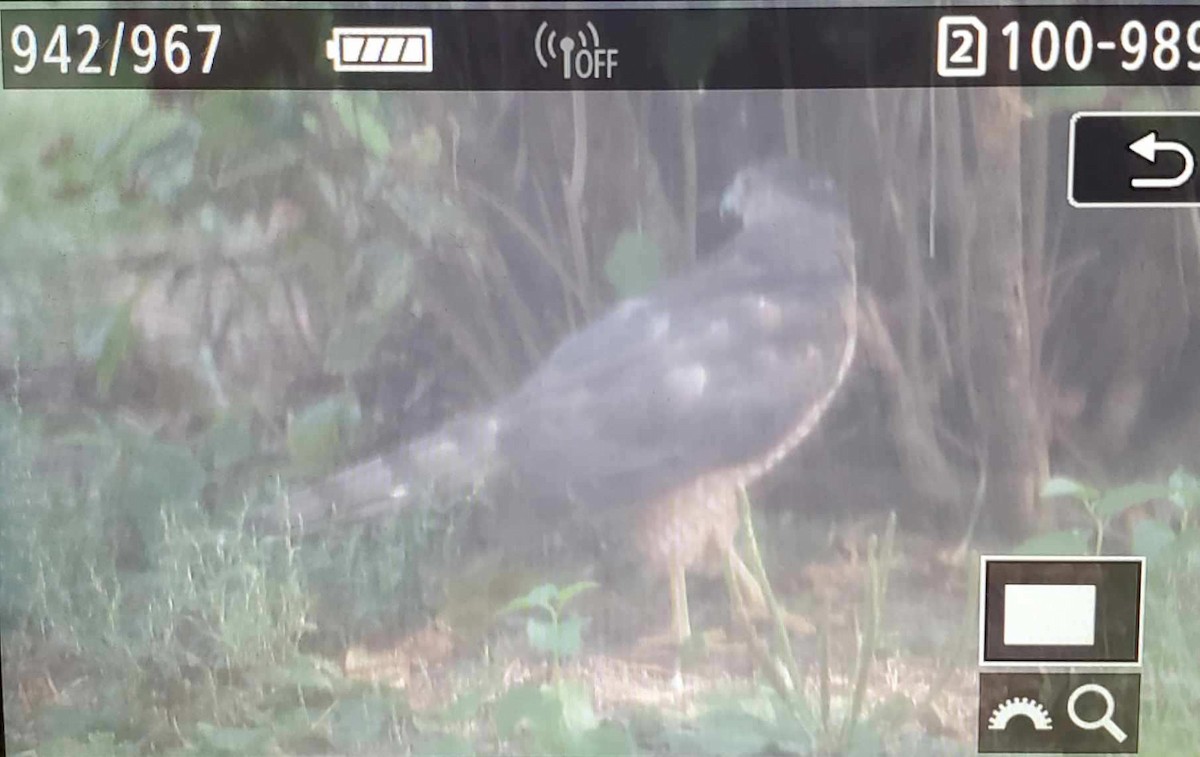 Cooper's Hawk - ML622052487