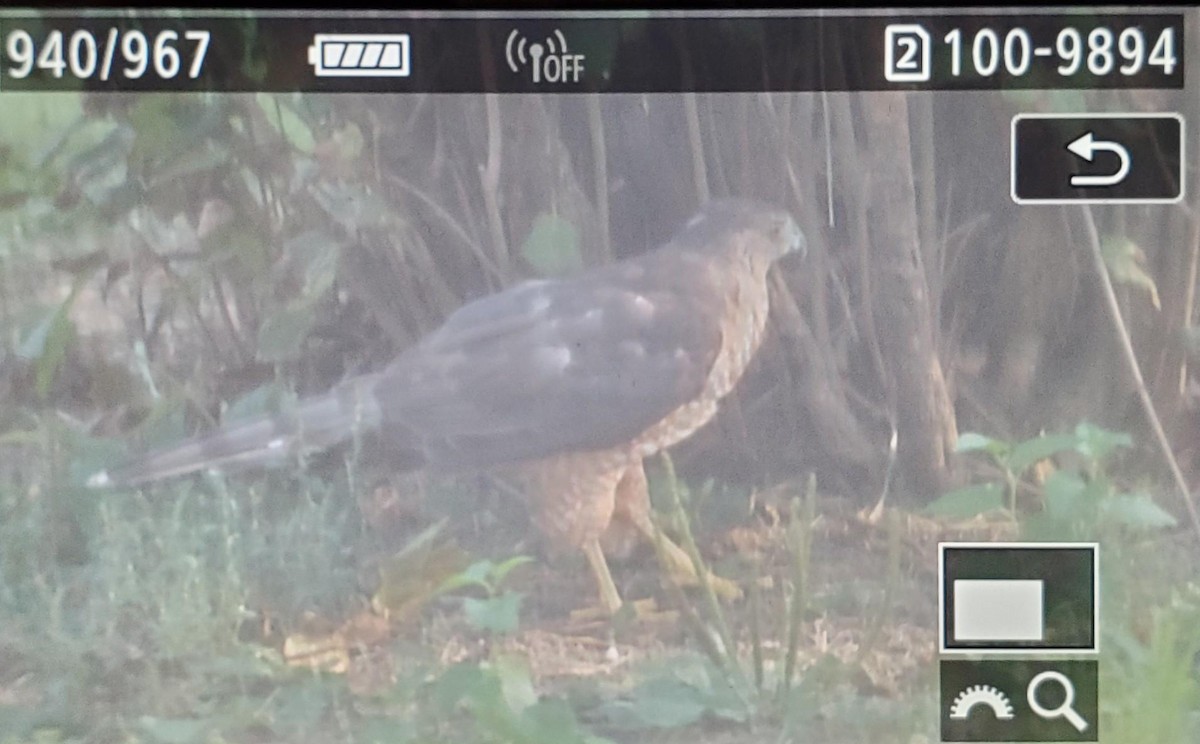 Cooper's Hawk - ML622052488