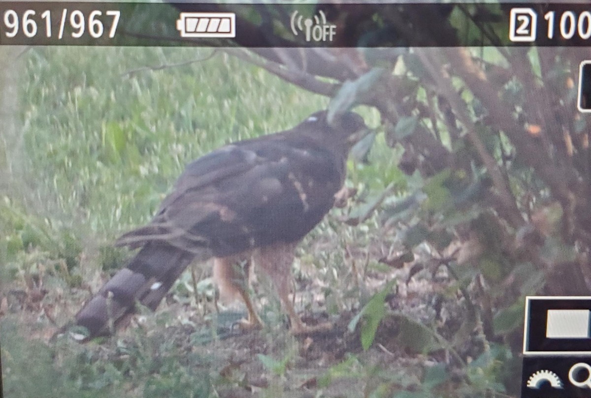 Cooper's Hawk - Richard Glessner