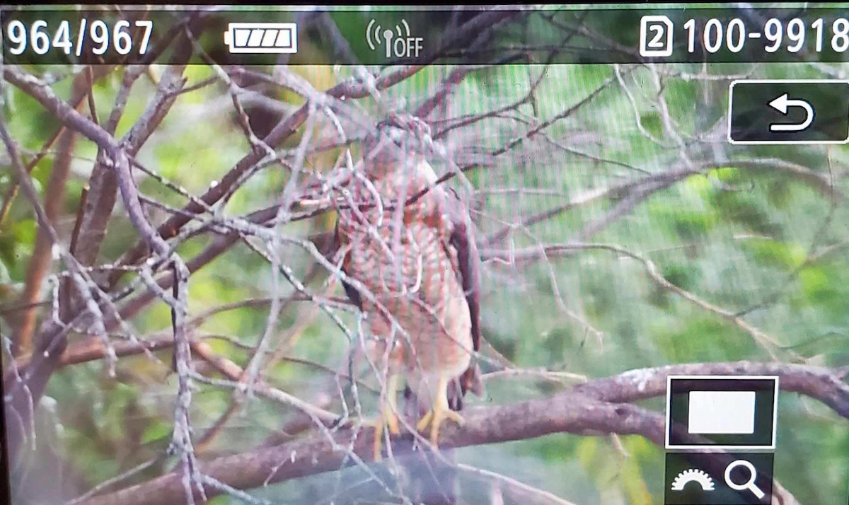 Cooper's Hawk - ML622052490