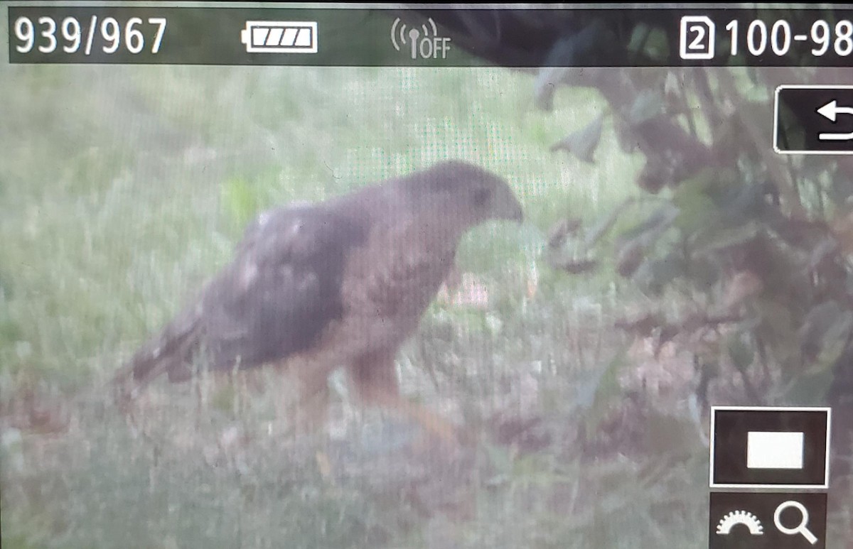 Cooper's Hawk - ML622052491