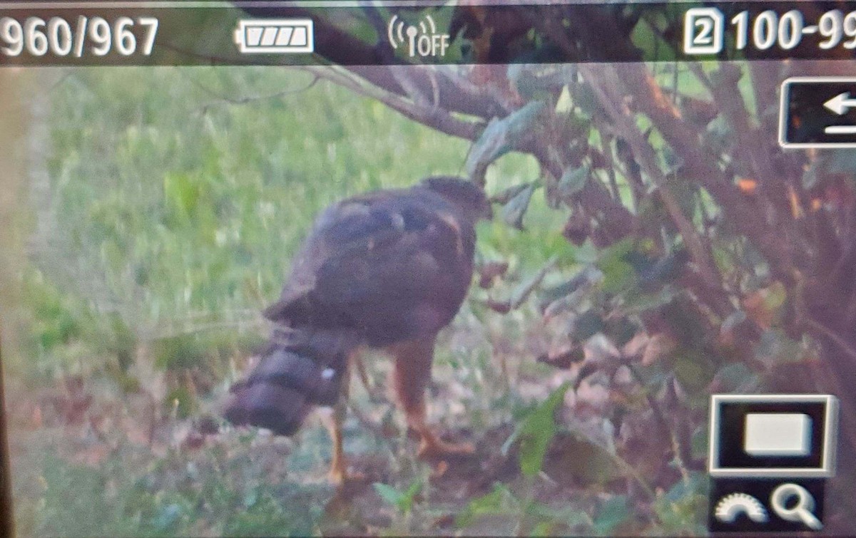 Cooper's Hawk - ML622052492