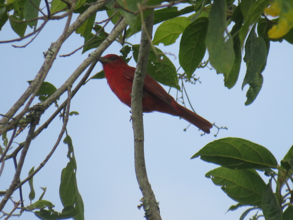 Hepatic Tanager - ML622052497