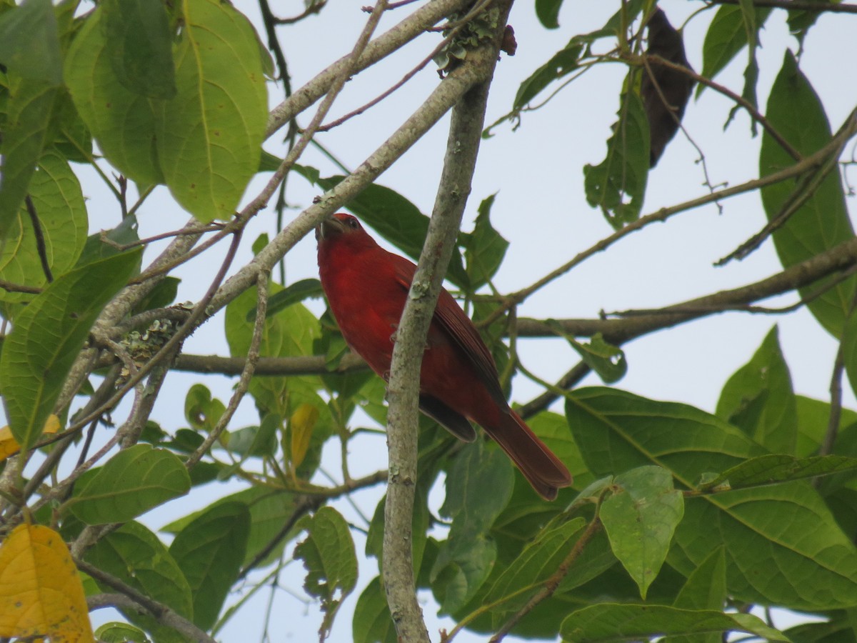 Hepatic Tanager - ML622052498