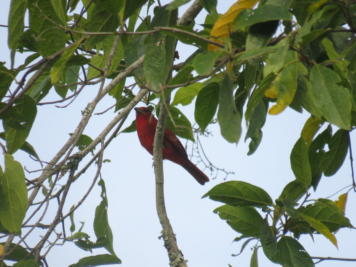 Hepatic Tanager - ML622052499