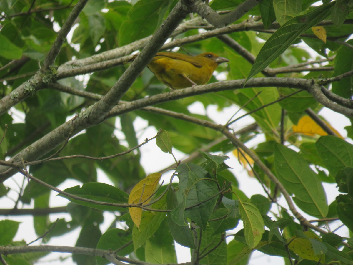 Hepatic Tanager - ML622052500