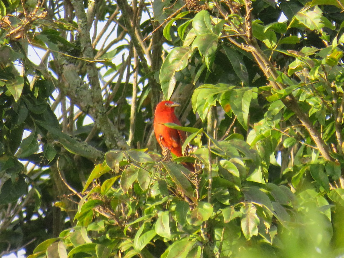 Hepatic Tanager - ML622052501