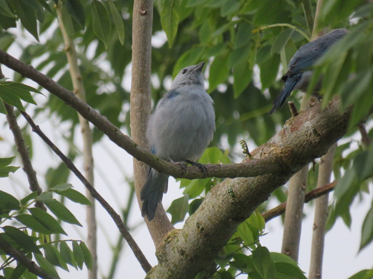 Blue-gray Tanager - ML622052502