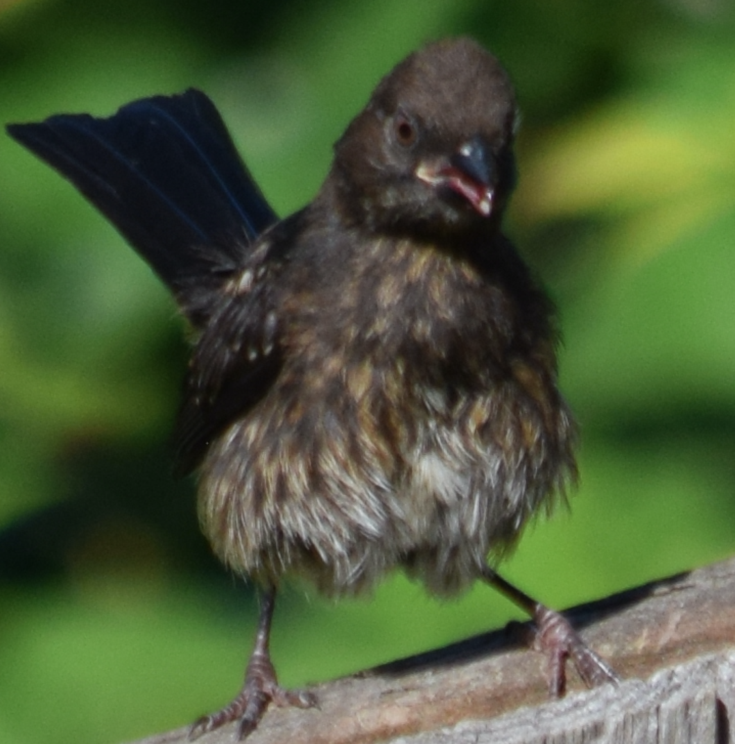 Song Sparrow - ML622052503