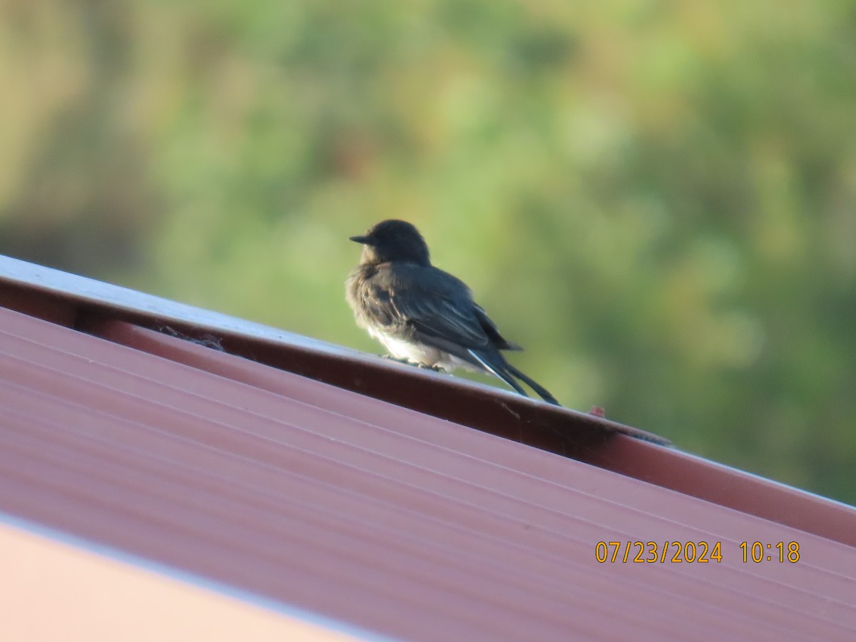 Black Phoebe - ML622052504