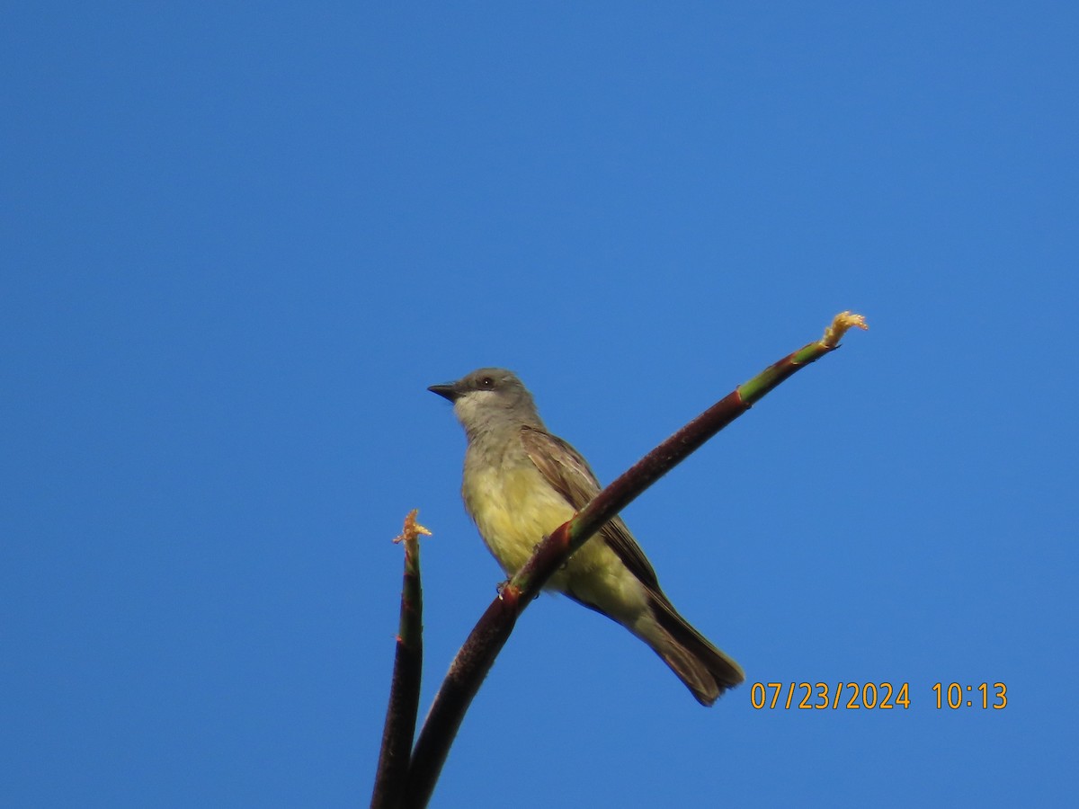 Cassin's Kingbird - ML622052507