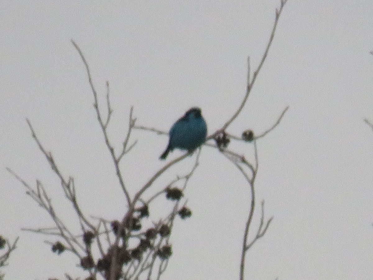 Turquoise Dacnis - ML622052516