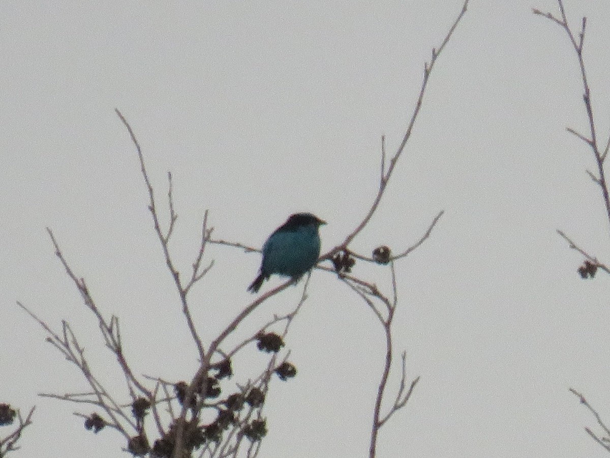 Turquoise Dacnis - ML622052517