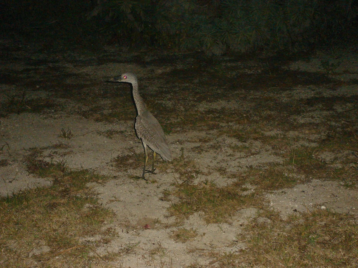 Yellow-crowned Night Heron - ML622052548