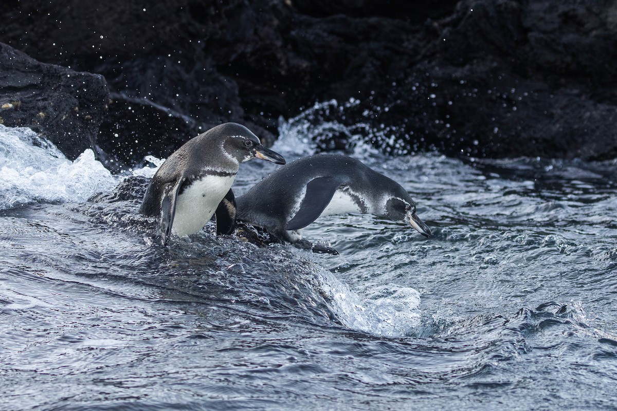 Galapagos Penguin - ML622052576