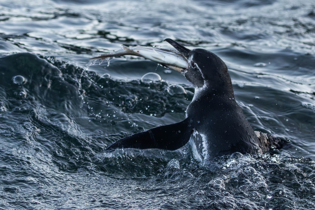 Galapagos Penguin - ML622052578