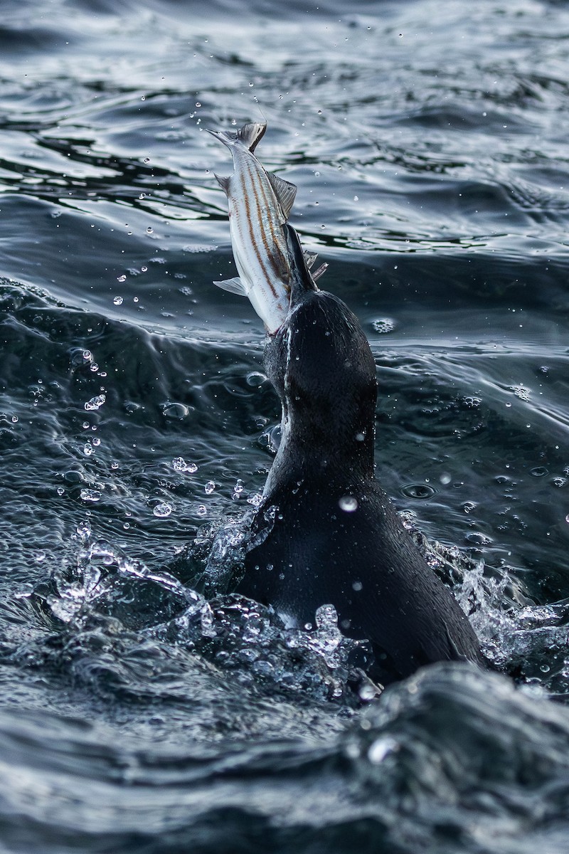 Galapagos Penguin - ML622052579