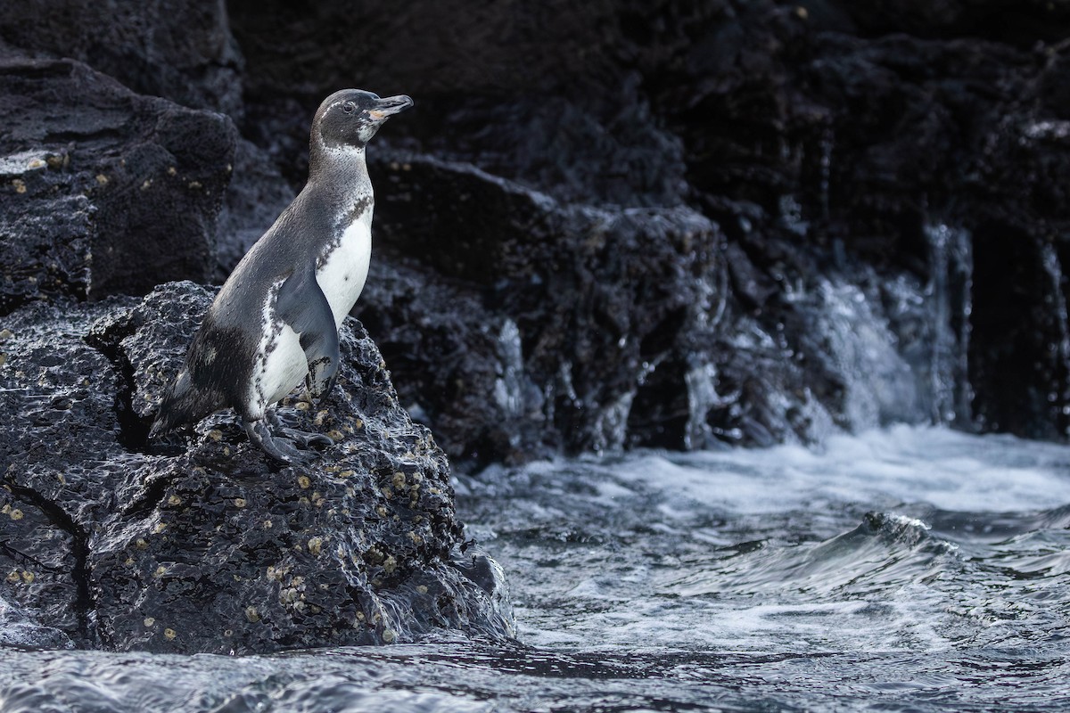 Galapagos Penguin - ML622052580