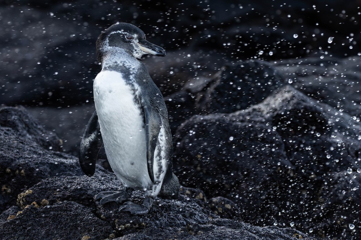 Galapagos Penguin - ML622052581