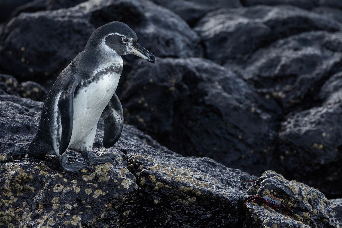 Galapagos Penguin - ML622052582